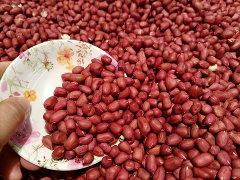 紅皮花生