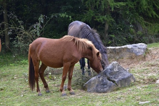 馬