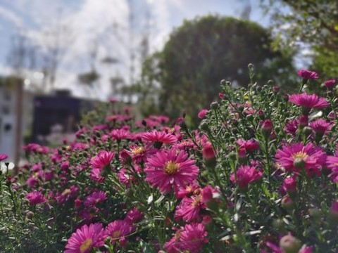 菊花