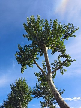 楊樹(shù)