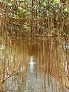 錦屏藤蔓