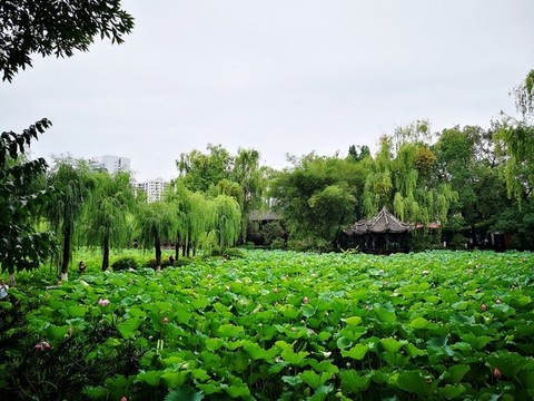 荷花池