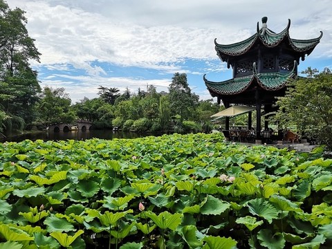 桂湖公園