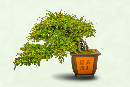 黃山徽派精品極品盆景