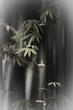 竹韻