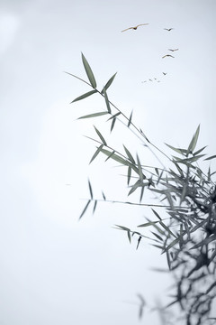 竹韻