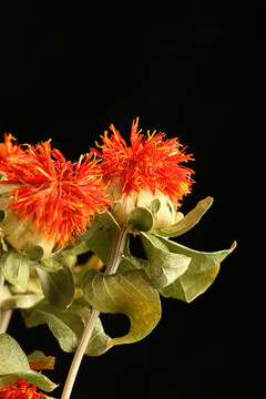 紅花籽紅花