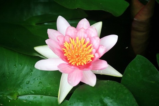 睡蓮