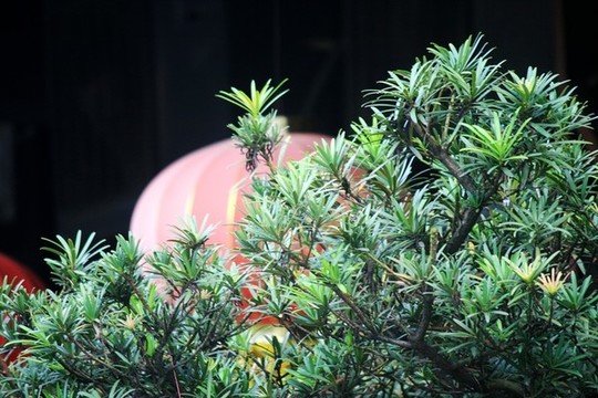 羅漢松