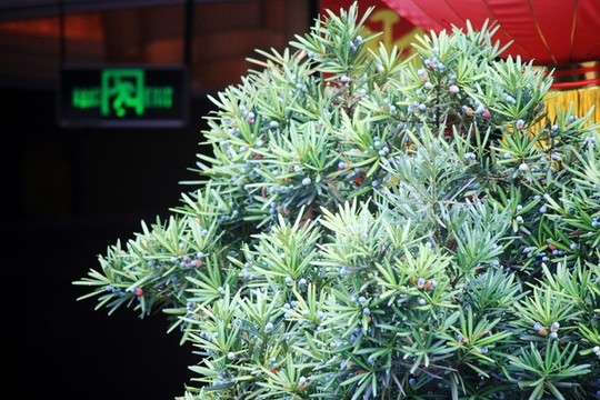 羅漢松