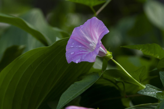 牽牛花