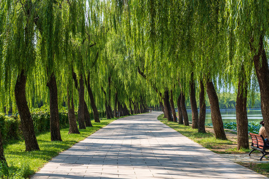 北京頤和園西堤柳樹