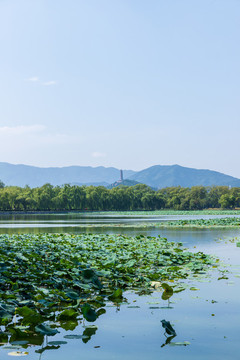 北京頤和園西堤荷塘