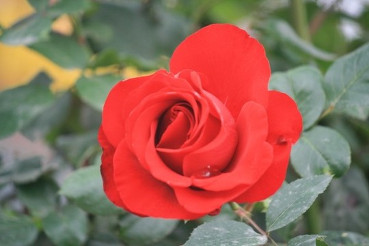 月季花