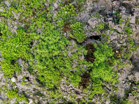 苔蘚植物