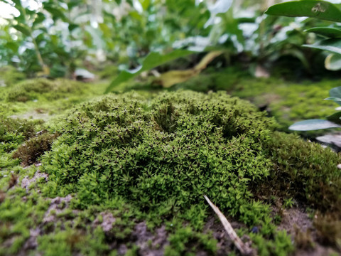 苔蘚背景
