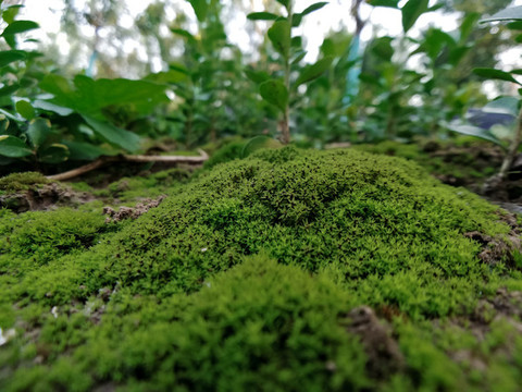 青苔