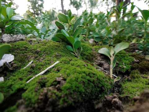 苔蘚