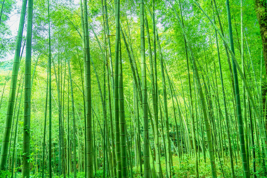 陽光竹林