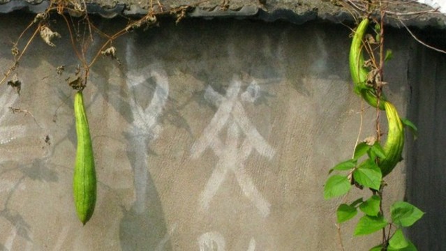 絲瓜