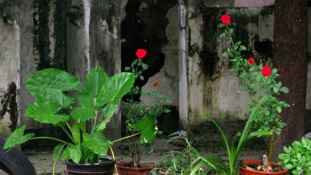鮮花盛開