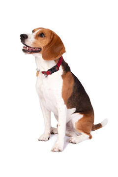 比格犬