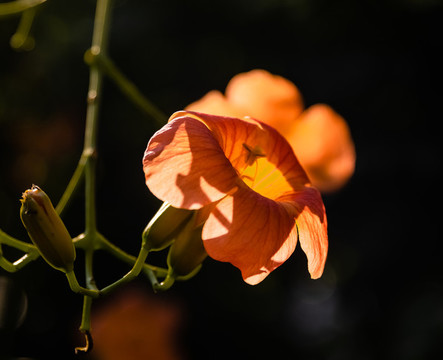 凌霄花