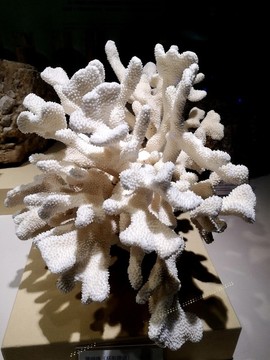 珊瑚礁