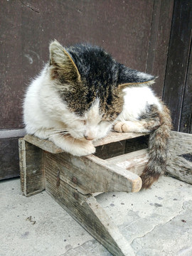 睡覺的貓