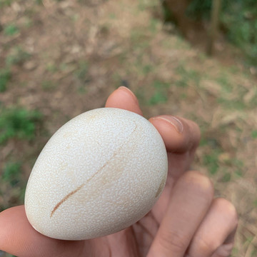 農(nóng)家珍珠雞雞蛋