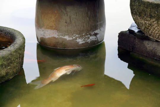 死魚