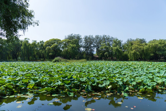 北京頤和園西堤荷塘