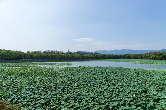 北京頤和園西堤荷塘