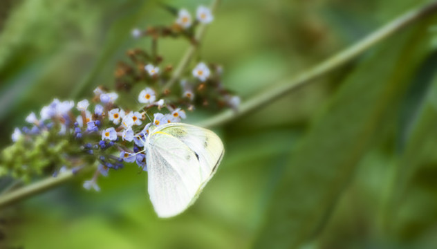 蝶戀花
