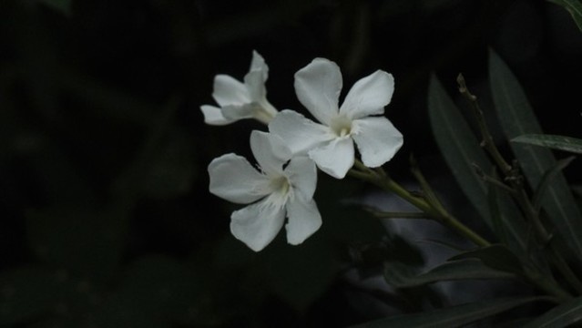 白花夾竹桃