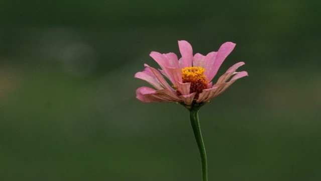 百日菊