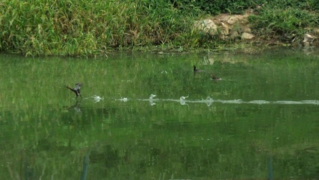 野鴨輕足戲秋池