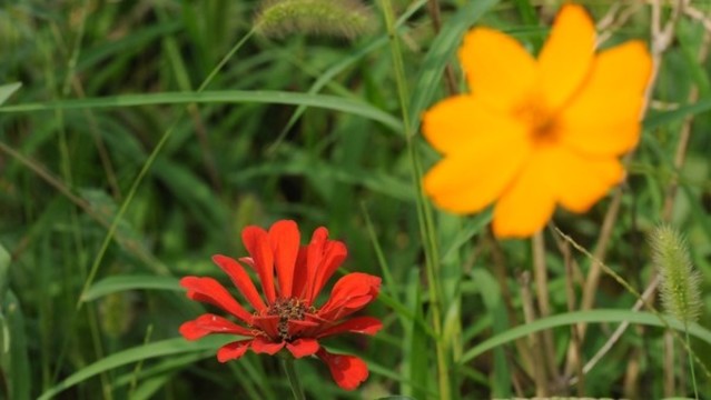百日菊