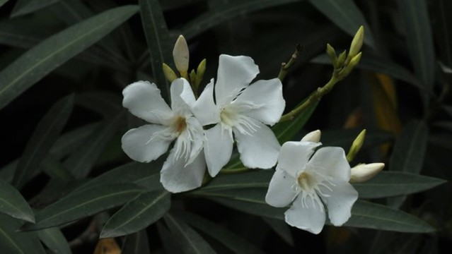 白花夾竹桃