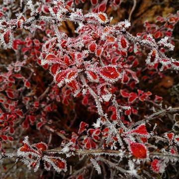 紅霜葉