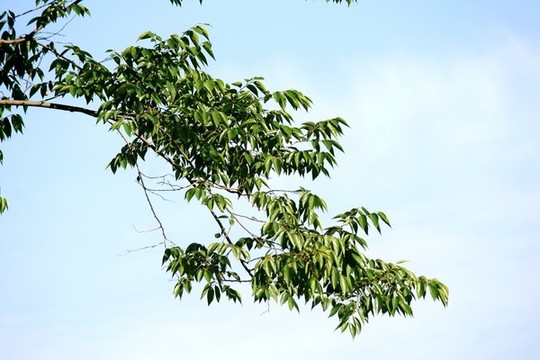 樹枝