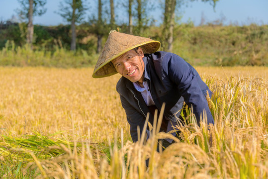 秋天收割水稻的亞洲男性農民