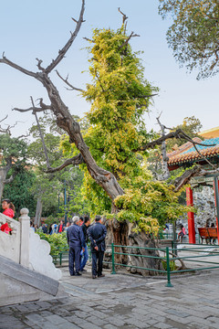 故宮御花園