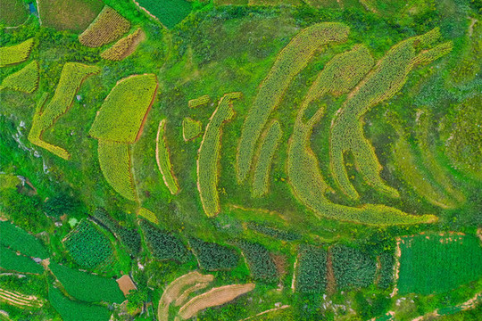 谷子梯田