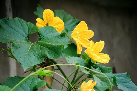冬瓜花