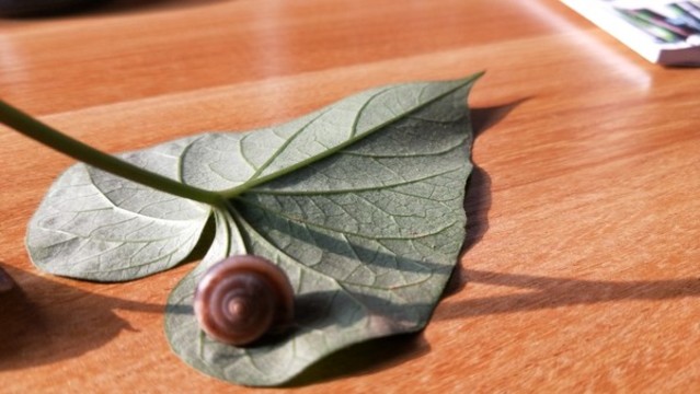 背著蝸牛的殼
