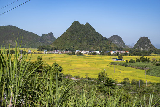 稻田