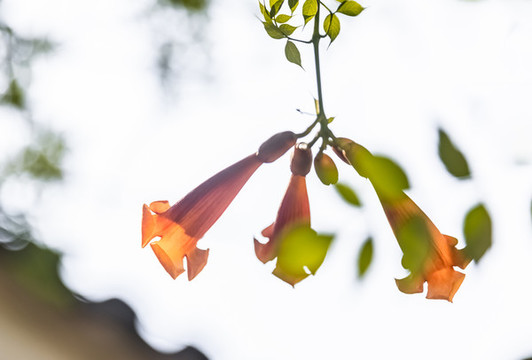 凌霄花