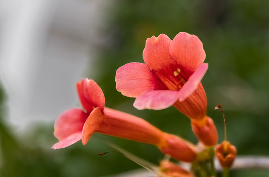 凌霄花