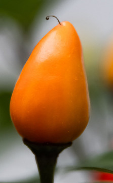 乳茄